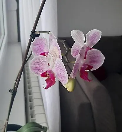 Stella Istocno Sarajevo *